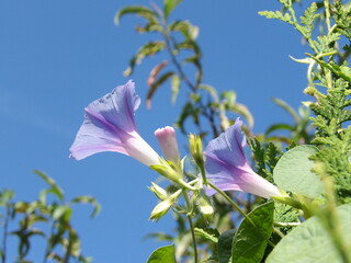Zbliżenie na kwiat rośliny z gatunku wilec © Kumulugma