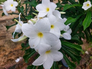 White frangipani flower or Plumeria pudica is a species of the genus Plumeria (Apocynaceae)
