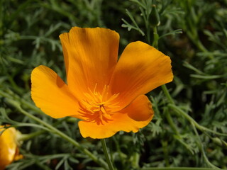 Zbliżenie na pomarańczowy kwiat rośliny z gatunku Eschscholzia californica
