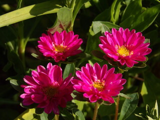 Zbliżenie na różowe kwiaty rośliny z gatunku aster © Kumulugma
