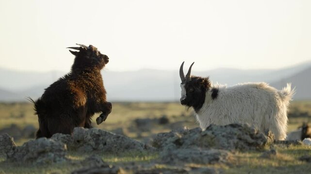 Mongolia - 04 20 2022: Two goats fighting in Mongolian steppe.