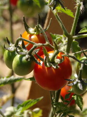 Zbliżenie na czerwone pomidorki