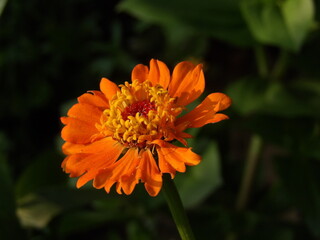 Zbliżenie na kolorowy kwiat cynii © Kumulugma