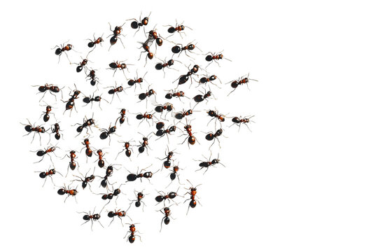 Ants on white background