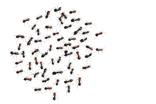 Ants on white background