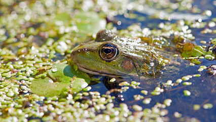 Marsh frog, frog eyes, Pelophylax ridibundus, in nature habitat. Wildlife scene from nature, green animal in water. Beautiful frog in dirty water in a swamp. amphibian close-up, in a swamp in duckweed