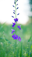 Consolida regalis. blue wildflower. in drops of morning dew. water, moisture on the petals. spring flowering season. natural background. close-up, macro nature photo. place for text. beauty in nature