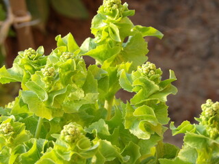 Zbliżenie na pęd kwiatowy sałaty © Kumulugma