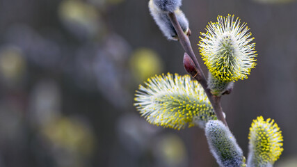 fluffy yellow flowers bloom on a willow branch. Yellow flowers of a willow on a branch in the spring forest. beautiful festive spring background. nature, bokeh, close-up, Macro photo, text
