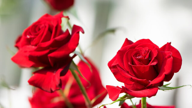 Red rose flower background. Red roses on a bush in the garden, close-up. Red rose flower with water drops after rain or morning dew. Red Rose, Magic, passion. flowering season, gardening, flower bed - Powered by Adobe