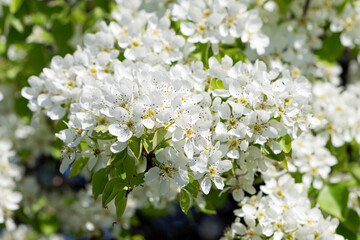 pear flowers. blooming tree in the garden. white delicate flowers and green and young leaves. Malinae, Springtide. Branches of flowering pears on a green background. close-up. pear in the forest