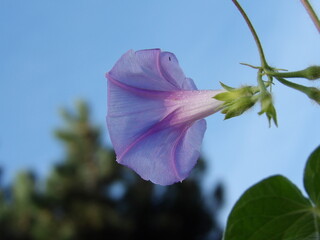 Zbliżenie na kwiat rośliny z gatunku wilec © Kumulugma