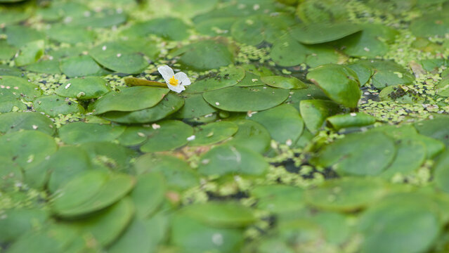 Hydrocharis morsus-ranae. A Tiny White Flower on Water Surface with Green Leaves. in the lake, river or swamp, nature photo, close-up. Lemna and round leaves, natural background. selective focus