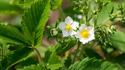 small white strawberry flower, close-up. forest strawberry flowers in green grass. Flowers with white petals and green leaves, macro photo. spring season. wild berries.