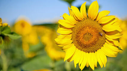 sunflower. Yellow sunflowers, good harvest, bright sunny flower. farming, vegetable garden, field,...
