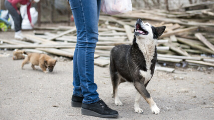 woman and dog. girl feeds stray dog on the street. animal care concept, homeless problem, veterinary medicine, volunteer assistance. kind, playful animal. black and white dog asks for food. close-up