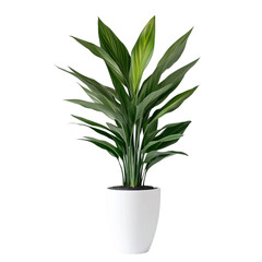Fototapeta premium Serene Foliage in a Ceramic Embrace: An elegant houseplant flourishes, its lush green leaves cascading from a simple white ceramic pot, epitomizing the calm of nature and indoor serenity.