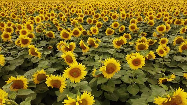 field of sunflowers
