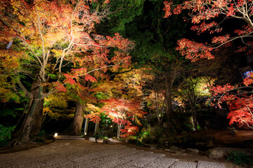 ライトアップされた秋の宝満宮 竈門神社　福岡県太宰府市　Homangu Shrine illuminated in autumn Kamado Shrine. Fukuoka Pref, Dazaifu City.