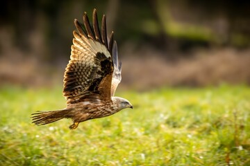 Hawk in flight over a grassy field, showcasing its detailed feathers against a blurred background.