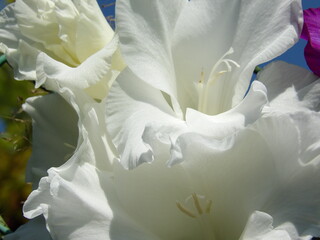 Zbliżenie na kwiat rośliny z gatunku Gladiolus © Kumulugma