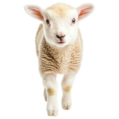 Fototapeta premium playful lamb with soft white wool and curious expression