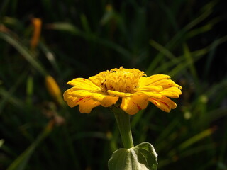 Zbliżenie na kolorowy kwiat cynii © Kumulugma