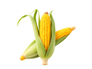 Maize corn solated on transparent background 