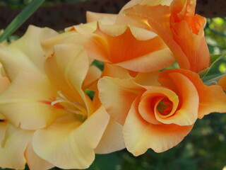 Zbliżenie na kwiat rośliny z gatunku Gladiolus © Kumulugma