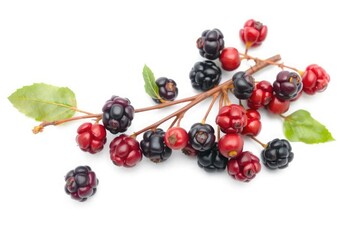 A handful of dried aronia berries spread out