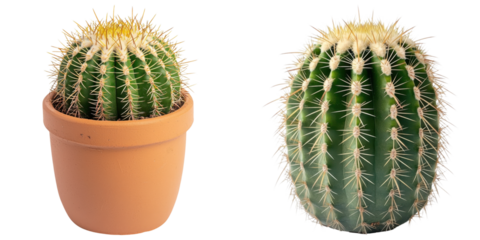 small round barrel cactus with dense spines in pot, showcasing its beauty