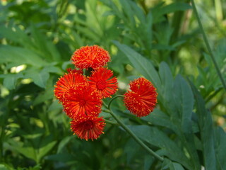 Zbliżenie na czerwony kwiat rośliny z gatunku Emilia coccinea © Kumulugma