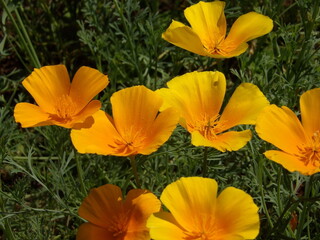 Zbliżenie na pomarańczowy kwiat rośliny z gatunku Eschscholzia californica
