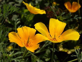 Zbliżenie na pomarańczowy kwiat rośliny z gatunku Eschscholzia californica