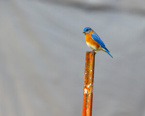 Eastern bluebird perched on a metal stake