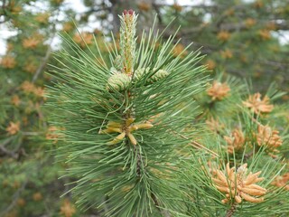 Austrian Pine tree flowers and cones in spring, Colorado
