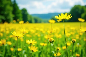 Fototapeta premium Yellow flowers blooming on tall plant stems in summer field, flowers, blooms, meadow