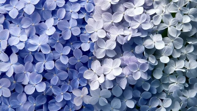 Beautiful arrangement of blue and white hydrangea flowers in full bloom during spring season