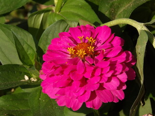 Zbliżenie na kolorowy kwiat cynii © Kumulugma