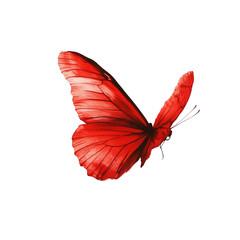 red butterfly on the fly on solid white background
