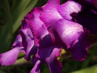 Zbliżenie na kwiat rośliny z gatunku Gladiolus © Kumulugma