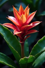 Fototapeta premium Bromeliad plant with colorful flowers and long stems, flora, bromeliads, ornamental