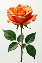 White background with a large orange silk rose, botanical, leaves