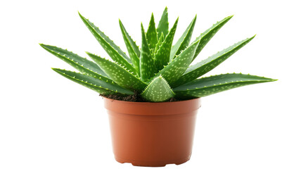 A Tiny Green Aloe Plant in a Small Pot Perfect for Home Decor or Gardening Inspiration.