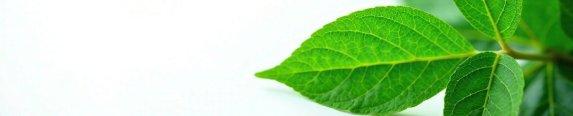 Fresh neem leaf with intricate veins on a white background, garden, herbal