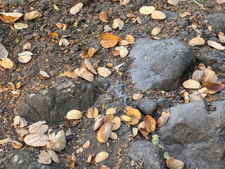 A rocky area with leaves scattered on the ground