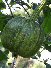 Zbliżenie na owoc zielonej dyni