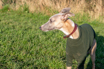 dog on the grass
