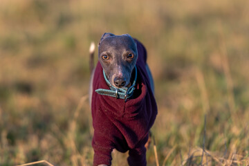 Blue Whippet Posing for the camera