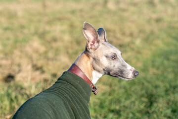 portrait of a dog
